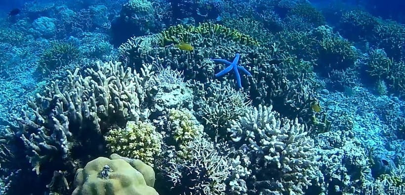 El Nido, Sibaltan: Private Snorkeling & Secret Islands Tour - Snorkeling at Coral Garden and Binulbulan