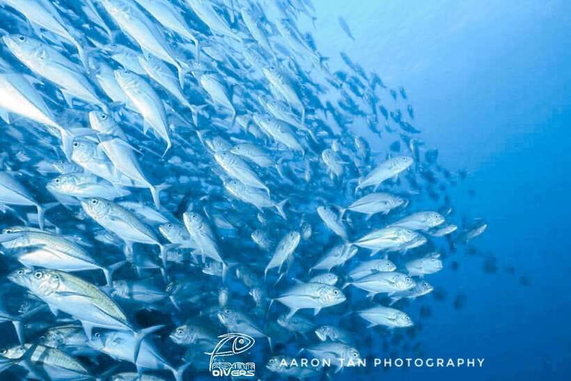 Fisheye Divers: Discover Scuba Diving - Your first look below Boracay’s water