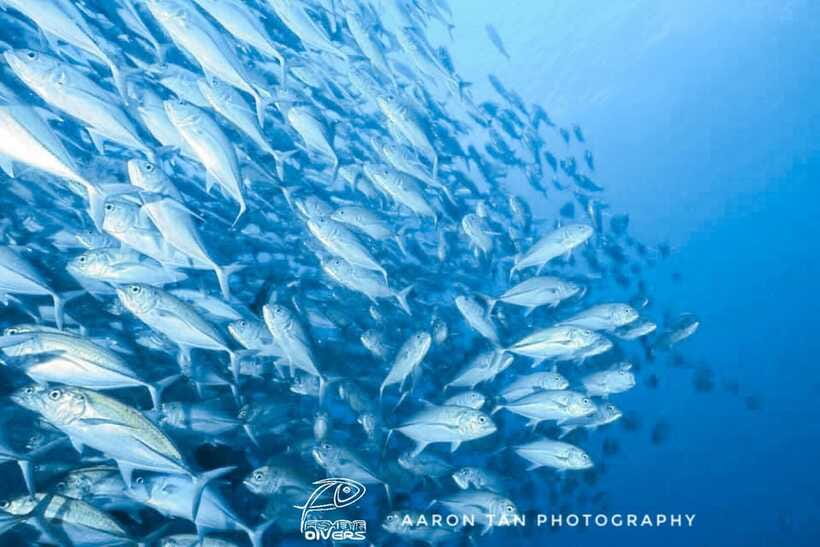 Fisheye Divers: Discover Scuba Diving - Timing, pickup, and the no-fly rule