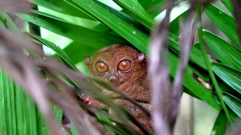 From Cebu: Bohol Countryside & Buffet Lunch Exclusive Tour - Tarsiers in a quiet conservation setting
