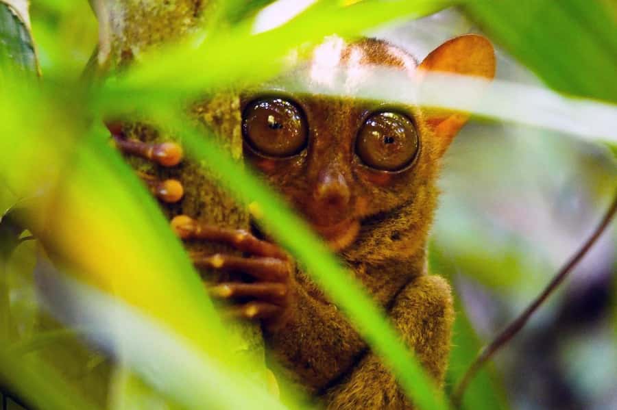 From Cebu: Bohol Countryside Private Tour with Buffet Lunch - A long but efficient Cebu to Bohol day