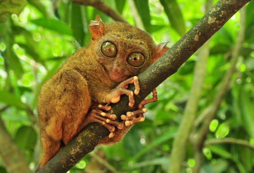 From Cebu City: Bohol Island Highlights in One Day - Five useful things to know before you book