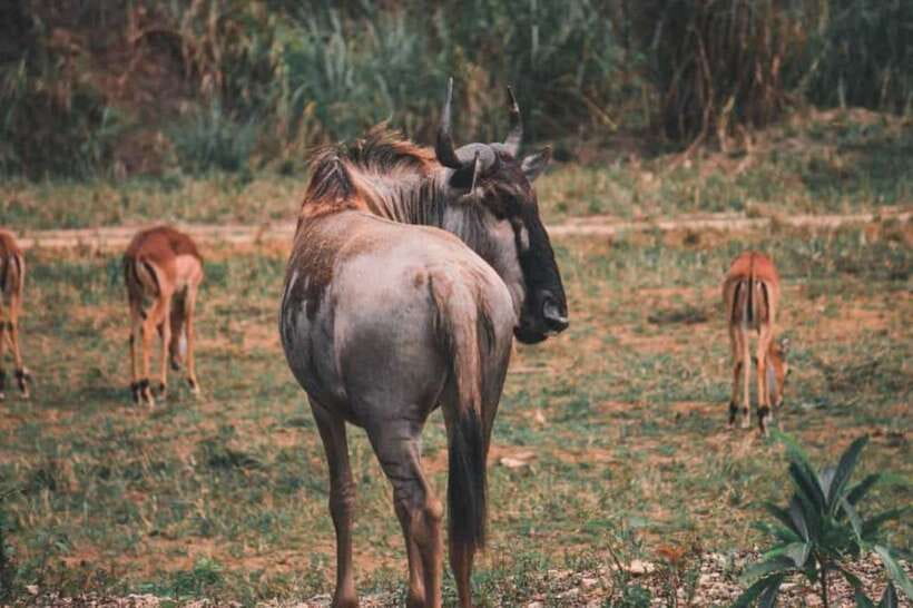 From Cebu City: Cebu Safari and Adventure Park Day Tour - Who will enjoy this day most?