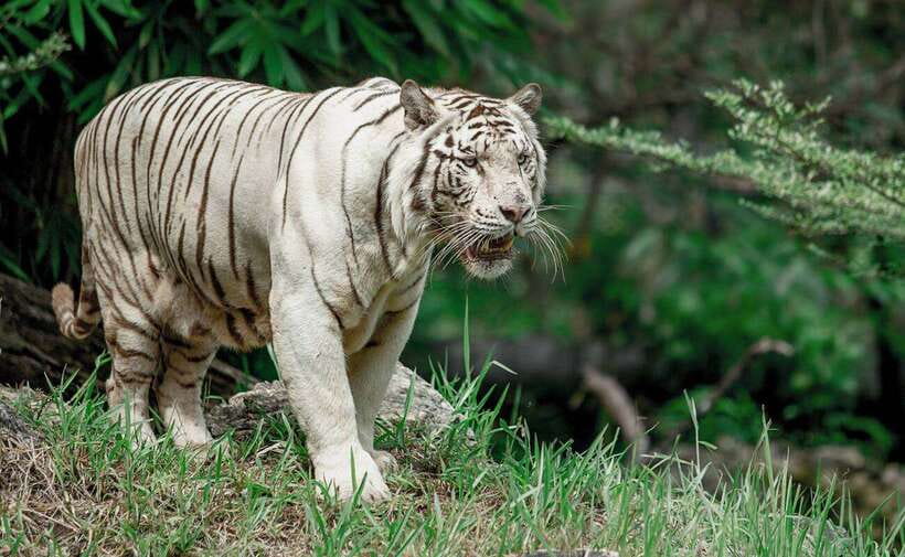 From Cebu City: Cebu Safari and Adventure Park Day Tour - African Savanna: plan around the hours