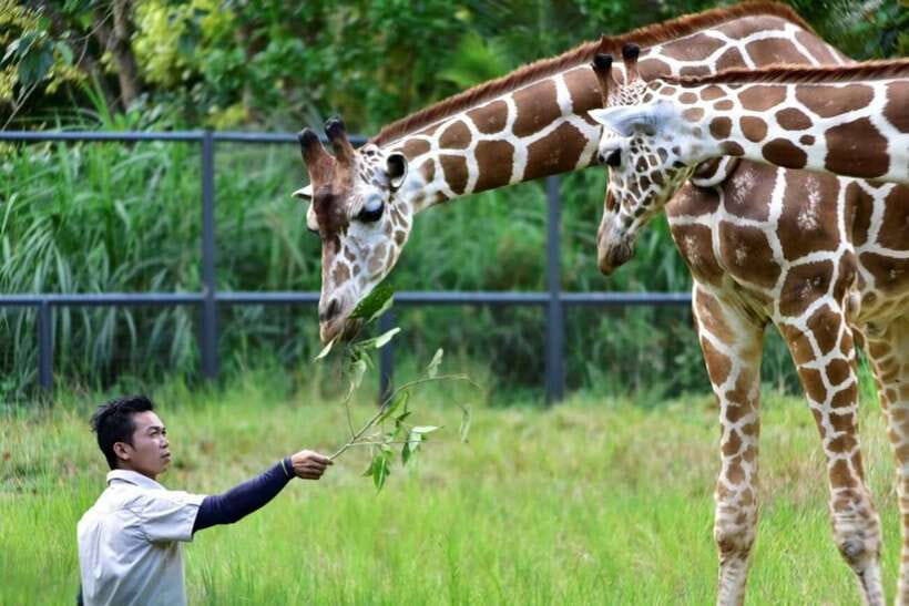 From Cebu City: Cebu Safari and Adventure Park Day Tour - Food, water, and what to carry