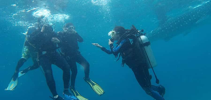 From Cebu City: Scuba Diving with Whale Sharks Trip in Oslob - Meeting Oslob’s whale sharks underwater