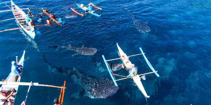From Cebu City: Scuba Diving with Whale Sharks Trip in Oslob - Why this works for first-time scuba participants