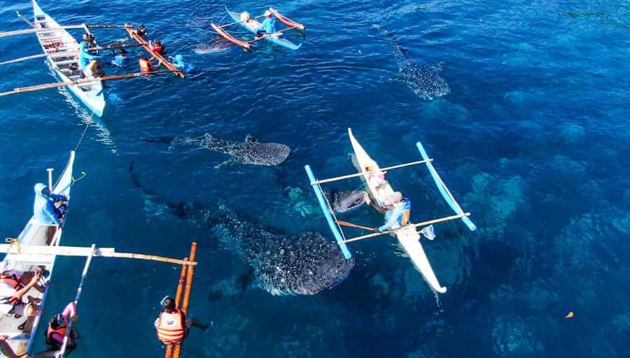 From Cebu City: Scuba Diving with Whale Sharks Trip in Oslob - What happens when you reach Oslob