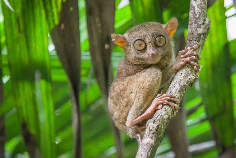 From Cebu: Day Trip to Bohol Highlights - Why Bohol works as a Cebu day trip