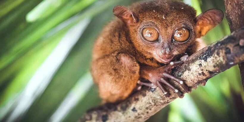 From Cebu: Full-Day Bohol Excursion - The Mahogany Man-Made Forest near Bilar