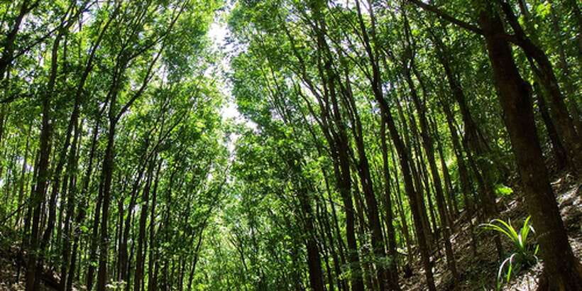 From Cebu: Full-Day Bohol Excursion - Tarsier viewing adds a wildlife stop