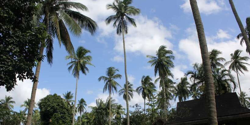 From Manila: Day Tour to Enchanting Hidden Valley - Lunch with a taste of the Philippines