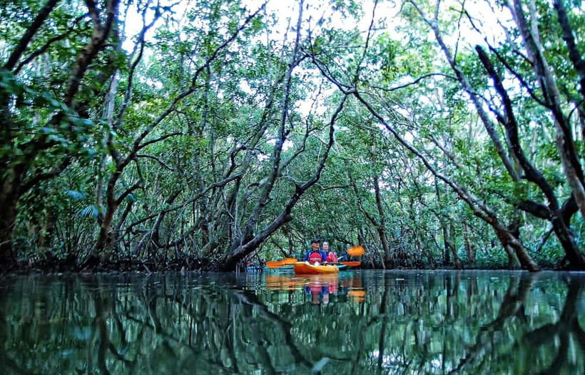 From Tagbilaran City/Panglao Island: Bohol Mangrove Kayaking - Key points at a glance