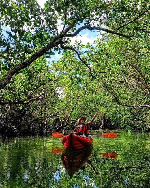 From Tagbilaran City/Panglao Island: Bohol Mangrove Kayaking - Entering the mangrove tunnels