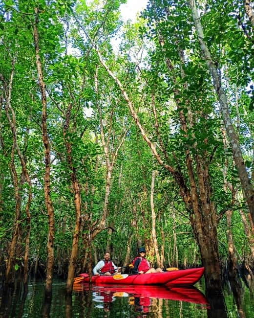 From Tagbilaran City/Panglao Island: Bohol Mangrove Kayaking - Who should book this river trip?