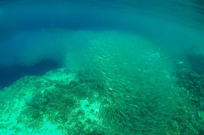 Full-Day Moalboal Islands and Kawasan Falls Small-Group Tour from Cebu - The Moalboal Sardines Run