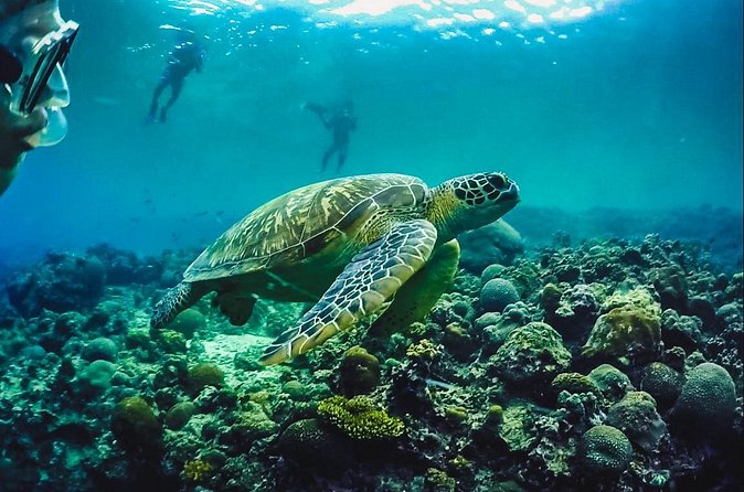Full-Day Moalboal Islands and Kawasan Falls Small-Group Tour from Cebu - Who should book this Cebu day trip