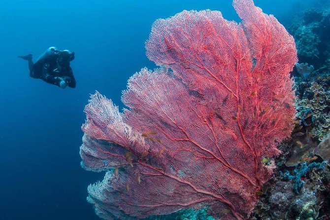 Fun Boat Dive for certified diver - The guide team is a major part of the experience