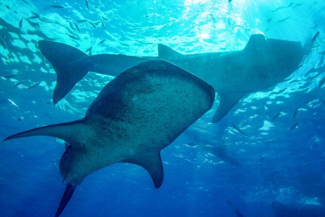 Group Tour of Moalboal Sardines Run & Kawasan Canyoneering - Two Cebu highlights packed into one 15-hour day