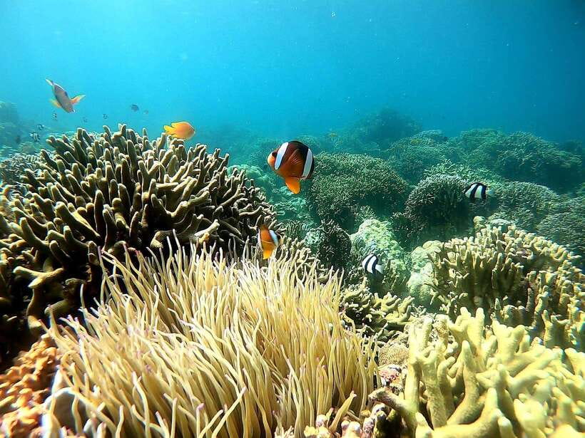 Mactan Island Hopping Gilutungan, Caohagan, Nalusuan + Lunch - Who will enjoy this island day