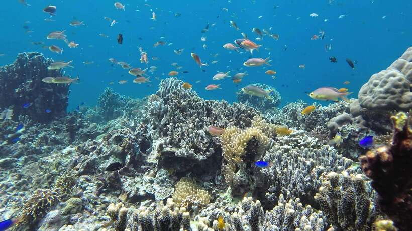 Mactan Island Hopping Gilutungan, Caohagan, Nalusuan + Lunch - What to pack for the boat