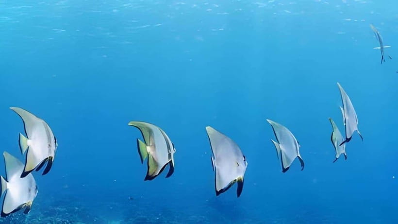 Mactan Island Hopping Gilutungan, Caohagan, Nalusuan + Lunch - Gilutungan Marine Sanctuary: the strongest water stop
