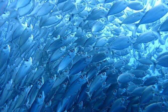 Moalboal Sardine Run, Sea Turtle and Mantayupan Falls - Panagsama Beach: turtles, coral, and a silver wall of fish