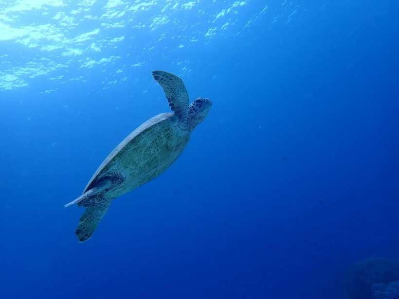 Moalboal Sardine Run, Sea Turtle & Mantayupan Falls - Is the Moalboal and Mantayupan Falls tour worth booking?