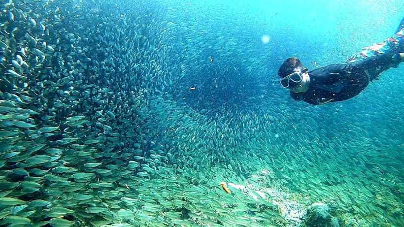 Moalboal: Sardine Run Snorkeling & Kawasan Canyoneering - Key points to know before booking