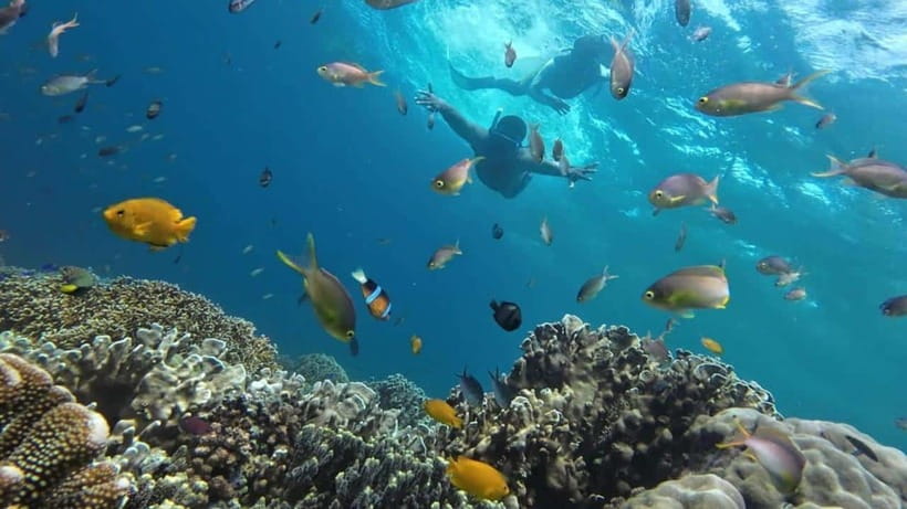 Moalboal: Sardine Run, Turtles and Pescador Island Hopping - Why Moalboal’s Sardine Run is the main event