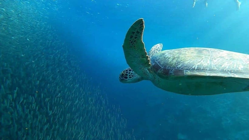 Moalboal: Sardine Run, Turtles and Pescador Island Hopping - Pescador Island brings the reef scenery