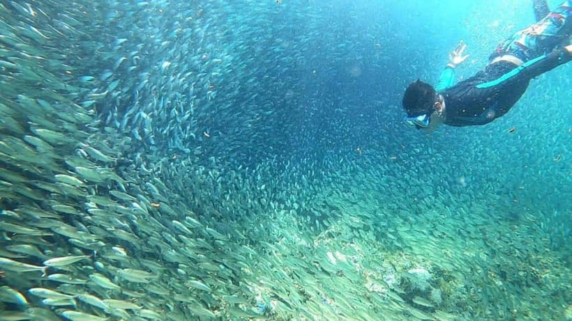 Moalboal: Sardine Run, Turtles and Pescador Island Hopping - What the full day feels like from Cebu