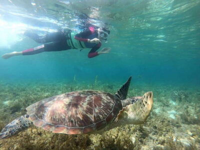 Moalboal: Sardine Run, Turtles and Pescador Island Hopping