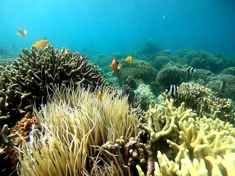 Moalboal: Sardine Run, Turtles and Pescador Island Hopping - Booking advice and final verdict