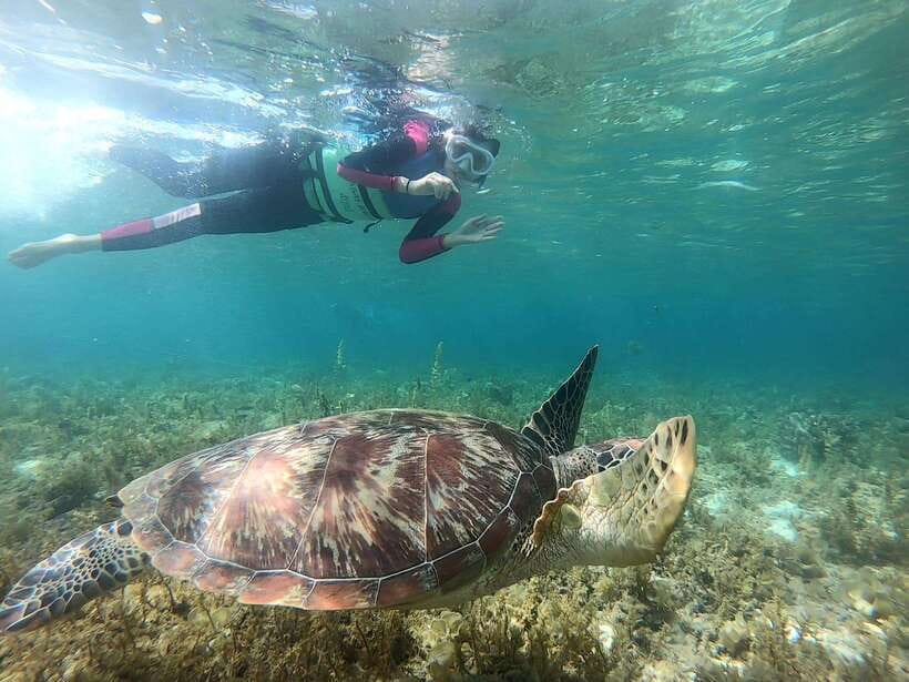 Moalboal: Sardine Run, Turtles and Pescador Island Hopping - Turtle Point requires patience and restraint
