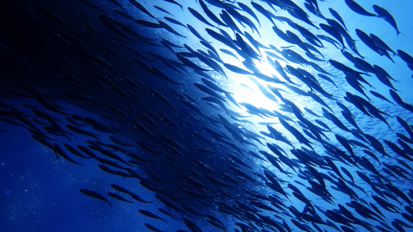 Moalboal Sardines Run Private Tour - Seeing Moalboal’s Sardines from Panagsama Beach
