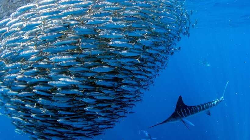 Moalboal Sardines Run Private Tour - Guides, photographs, and the GoPro add-on