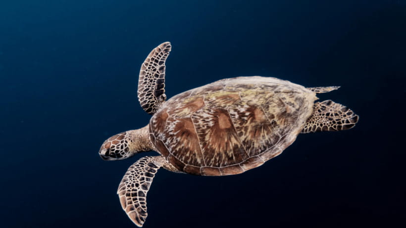 Moalboal Sardines Run Private Tour - Safety for new snorkelers