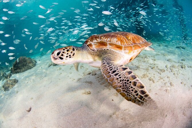 Moalboal Sardines Run Private Tour w/ Transfers Option - Key points at a glance