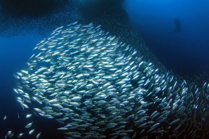 Moalboal Sardines Run Private Tour w/ Transfers Option - Reaching the sardines from Panagsama Beach