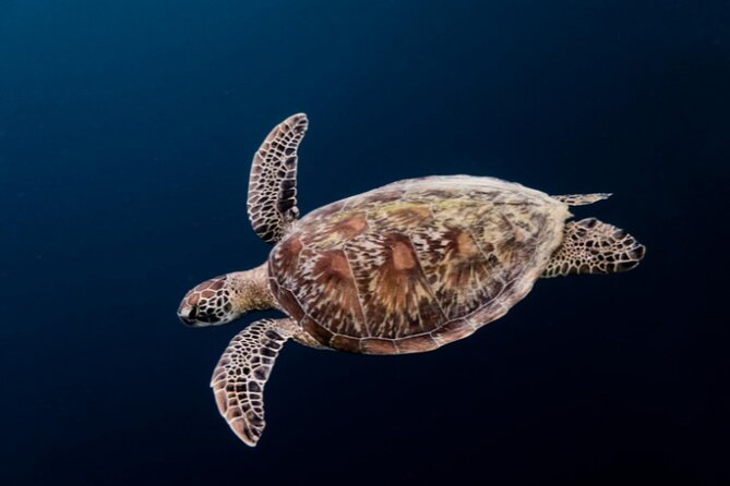 Moalboal Sardines Run Private Tour w/ Transfers Option - Go early for a chance at green turtles