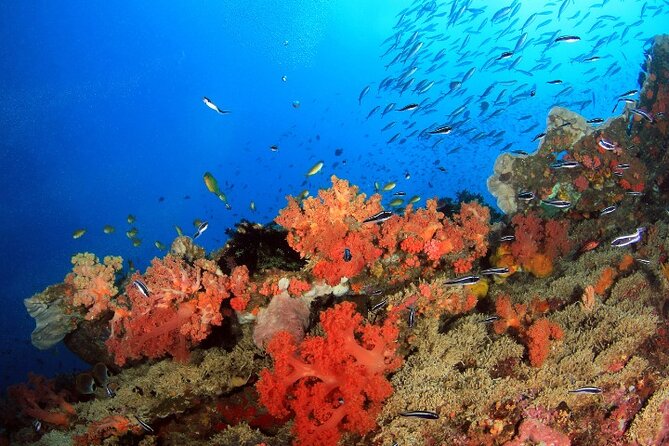 Moalboal Sardines Run Private Tour w/ Transfers Option - What the $20 price really covers