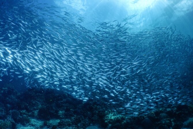 Moalboal Sardines Run Private Tour w/ Transfers Option - Why the private format matters