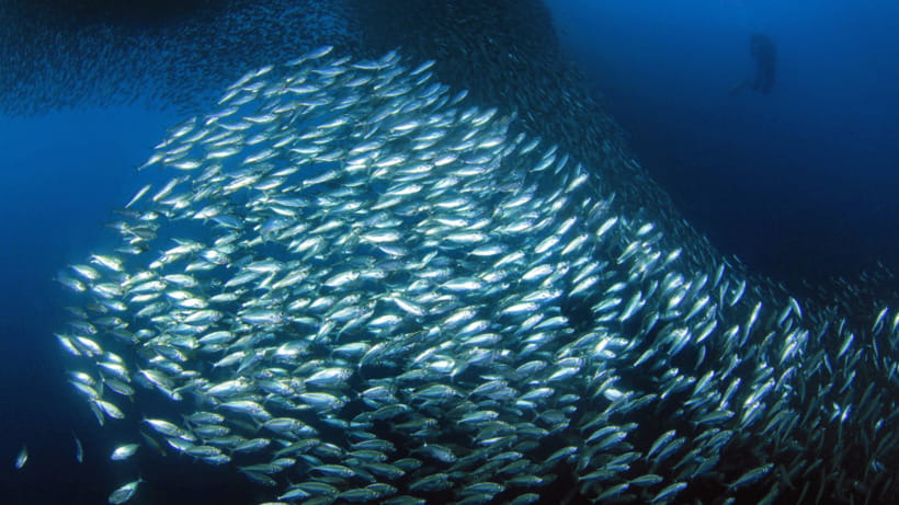Moalboal Sardines Run Private Tour - Why a private group can be worth the $25 price
