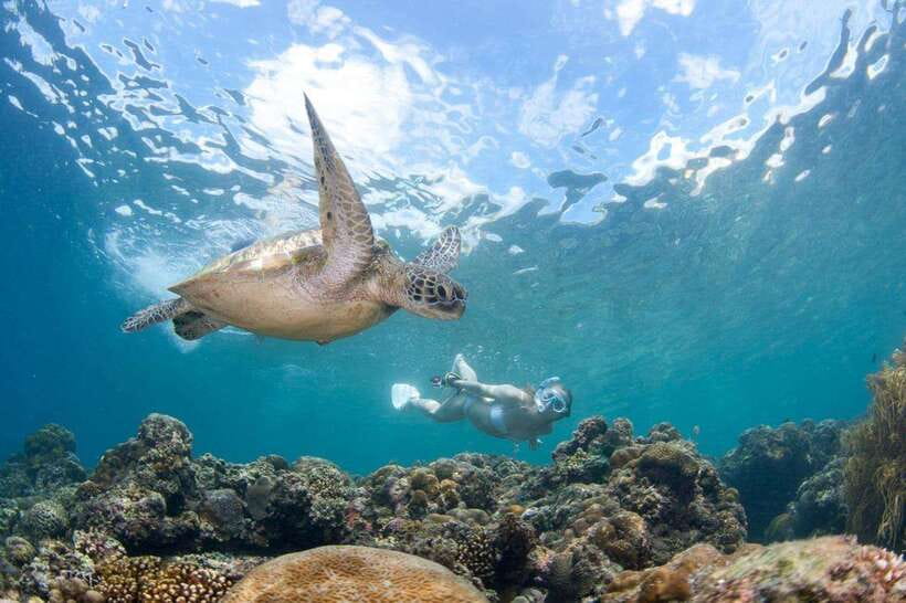 Moalboal: Scuba Diving and Pescador Island Hopping - Key details before you book