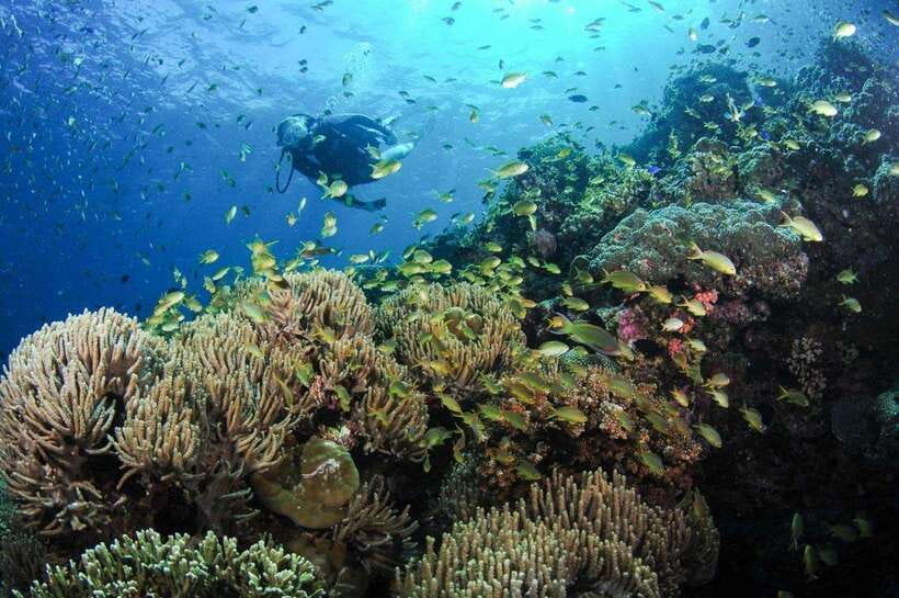 Moalboal: Scuba Diving and Pescador Island Hopping - Why Moalboal’s sardines make this trip special