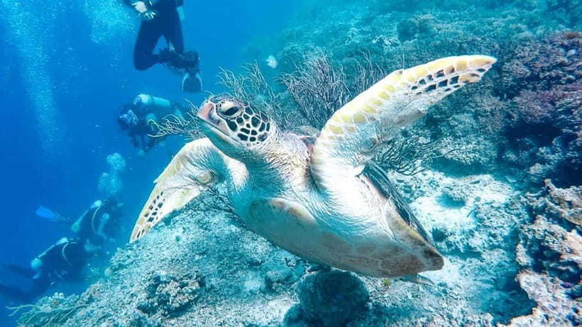Moalboal: Scuba Diving and Pescador Island Hopping - A meal between sessions