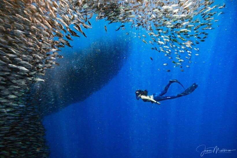 Moalboal: Scuba Diving and Pescador Island Hopping - Who will get the most from this experience