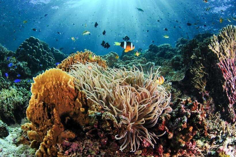 Moalboal: Scuba Diving and Pescador Island Hopping - Starting in Moalboal and heading toward the water