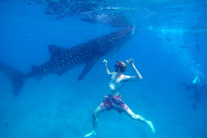 Oslob Whale Shark & Moalboal Sardines & Turtle Private Tour - Why this Cebu day is such a big undertaking